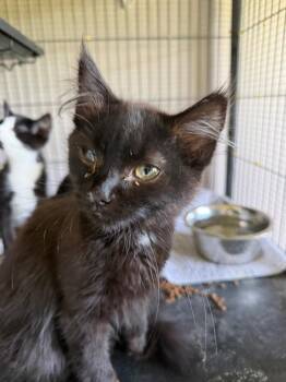 Miner -  Domestic Long Hair Cat for Adoption in Cloquet, Minnesota - Miner | PetCurious