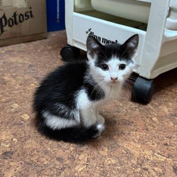 Domestic Short Hair Cats Available for Adoption in Madison, Wisconsin - Teeter-Totter | PetCurious