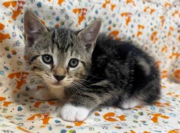Domestic Short Hair Cats Available for Adoption in Moreno Valley, California - A551148 | PetCurious