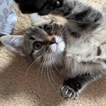 PANZFUROTTI -  Tabby Cat Available for Adoption in Delhi, Ontario - PANZFUROTTI | PetCurious