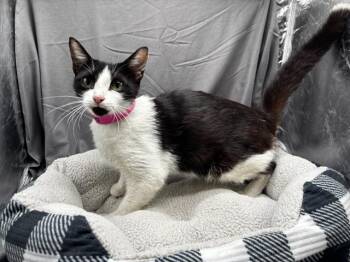 CAMI -  Domestic Short Hair Cat for Adoption in Grovetown, Georgia - CAMI | PetCurious