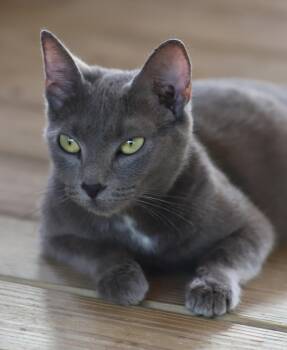 Rescue Domestic Short Hair Cats for Adoption in North Fort Myers, Florida - Judy | PetCurious