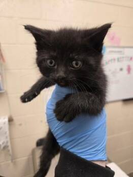 Domestic Short Hair Cats Available for Adoption in Westland, Michigan - Dolewhip | PetCurious