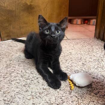 Pot Roast -  Domestic Medium Hair Cat for Adoption in Gibsonia, Pennsylvania - Pot Roast | PetCurious