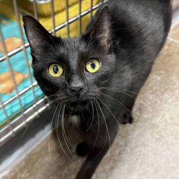 Belladonna -  Domestic Short Hair Cat for Adoption in Matteson, Illinois - Belladonna | PetCurious