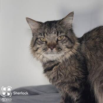 Sherlock Manassas -  Maine Coon and Domestic Short Hair Cat for Adoption in Merrifield, Virginia - Sherlock Manassas | PetCurious