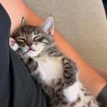 Hercules -  Domestic Short Hair Cat for Adoption in Pleasant Hill, California - Hercules | PetCurious