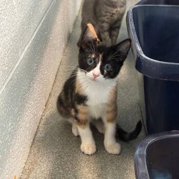 Porsche -  Domestic Short Hair Cat for Adoption in Carencro, Louisiana - Porsche | PetCurious
