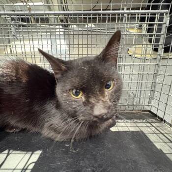 Feral Crawfish -  Domestic Short Hair Cat for Adoption in Columbiana, Alabama - Feral Crawfish | PetCurious