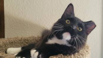 Fuzz Bucket — A Tuxedo Beauty with Fabulous Whiskers - Courtesy  -  Tuxedo Cat for Adoption in Prescott, Arizona - Fuzz Bucket — A Tuxedo Beauty With Fabulous Whiskers - Courtesy  | PetCurious