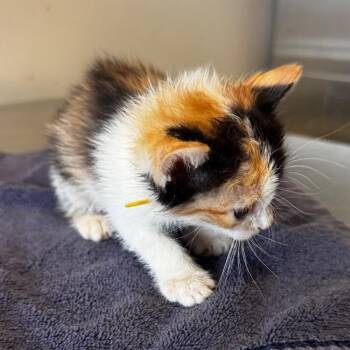 IVHS-Stray-138964 -  Domestic Short Hair Cat for Adoption in San Gabriel, California - IVHS-Stray-138964 | PetCurious