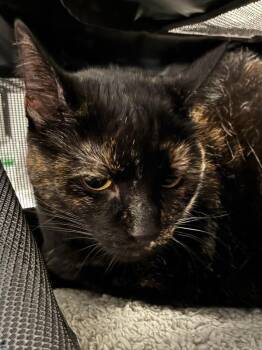 Tristopher -  Domestic Short Hair Cat for Adoption in Cincinnati, Ohio - Tristopher | PetCurious