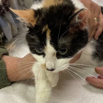 Rescue Domestic Short Hair Cats for Adoption in Grand Rapids, Minnesota - Sage | PetCurious