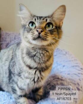 Pippen -  Domestic Short Hair Cat for Adoption - Pippen | PetCurious