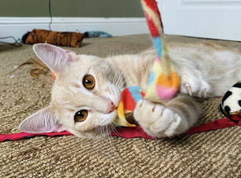 Rescue Domestic Short Hair and Tabby Cats for Adoption in Hillsboro, Oregon - TANGO #1738 - Offered By Owner - Young And Active | PetCurious