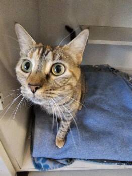 Rescue Domestic Short Hair Cats for Adoption in Bossier City, Louisiana - Cat Nap (itty Bitty) | PetCurious