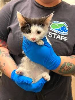 Becca -  Domestic Short Hair Cat for Adoption in Fruit Heights, Utah - Becca | PetCurious