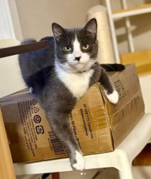 American Shorthair Cats Available for Adoption - Morticia | PetCurious