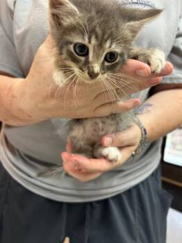 Duncan -  Domestic Short Hair Cat for Adoption in Chattanooga, Tennessee - Duncan | PetCurious