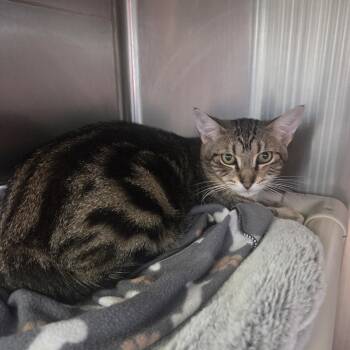 Rescue Domestic Short Hair Cats for Adoption in West Branch, Michigan - Barney | PetCurious