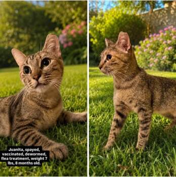 JuJu -  Domestic Short Hair Cat for Adoption in Mount Pleasant, Texas - JuJu | PetCurious