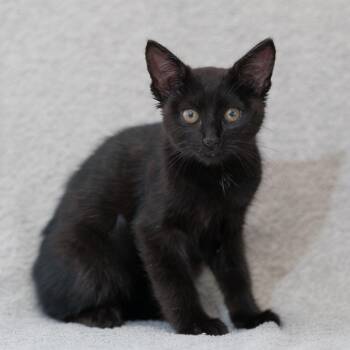 Rita -  Domestic Short Hair Cat for Adoption in Sunnyvale, California - Rita | PetCurious