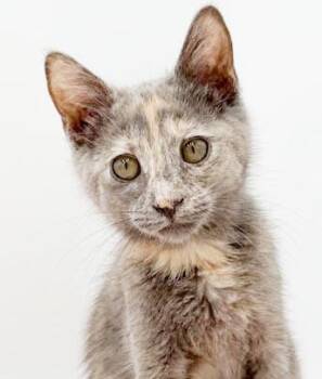 Cameron cannot be any sweeter or cuter - old enough to go solo -  Maine Coon and Dilute Tortoiseshell Cat for Adoption in Bedford Hills, New York - Cameron Cannot Be Any Sweeter Or Cuter - Old Enough To Go Solo | PetCurious