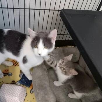 Taffy -  Domestic Short Hair Cat for Adoption in Winthrop, Maine - Taffy | PetCurious