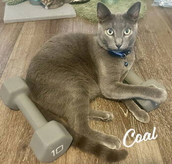 Rescue Russian Blue and Domestic Short Hair Cats for Adoption in Houston, Texas - Coal #brother-of-Ember | PetCurious