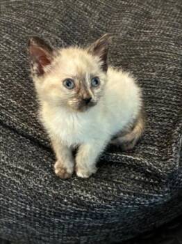 *MOCHA LATTE -  Domestic Short Hair Cat for Adoption in Woodland, California - *MOCHA LATTE | PetCurious