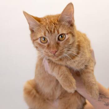 Heathcliff -  Domestic Short Hair Cat for Adoption in Buffalo, Minnesota - Heathcliff | PetCurious