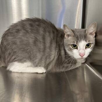 Macchiato -  Domestic Short Hair Cat for Adoption in Greensboro, North Carolina - Macchiato | PetCurious