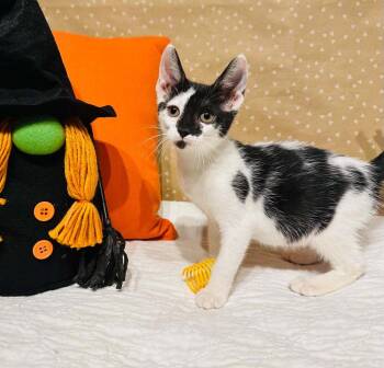 Leanne -  Domestic Short Hair Cat for Adoption in Groveland, Massachusetts - Leanne | PetCurious