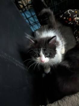 Domino -  Domestic Medium Hair Cat for Adoption in Grand Junction, Colorado - Domino | PetCurious