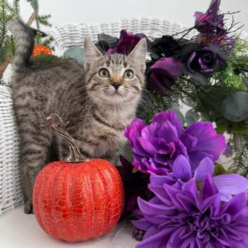 Koopy Legion 56380 -  Domestic Short Hair and Russian Blue Cat for Adoption in Eaton Rapids, Michigan - Koopy Legion 56380 | PetCurious