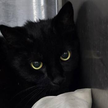 Salem -  Domestic Short Hair Cat for Adoption in Montgomery, Alabama - Salem | PetCurious