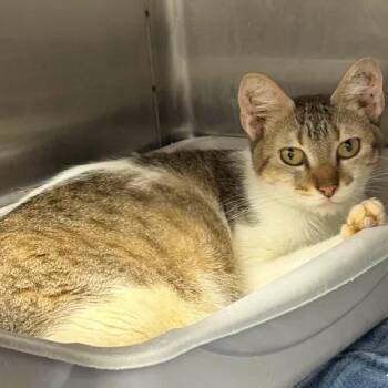 Hello Kitty -  Domestic Short Hair Cat for Adoption in Beaumont, Texas - Hello Kitty | PetCurious