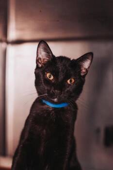 Domestic Short Hair Cats Available for Adoption in North Charleston, South Carolina - 94102a Scuba- PetSmart West Ashley | PetCurious