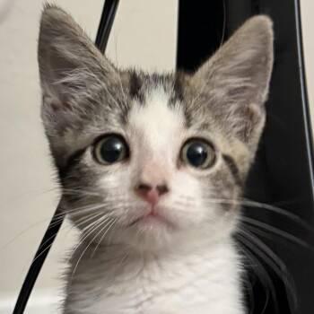 Bubbles -  Domestic Short Hair Cat for Adoption in San Diego, California - Bubbles | PetCurious