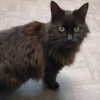 Domestic Long Hair Cats Available for Adoption - Mischief | PetCurious