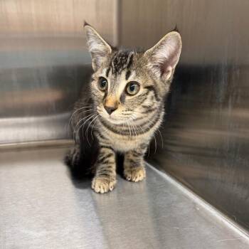 Rooster -  Domestic Short Hair Cat for Adoption in Morganton, North Carolina - Rooster | PetCurious