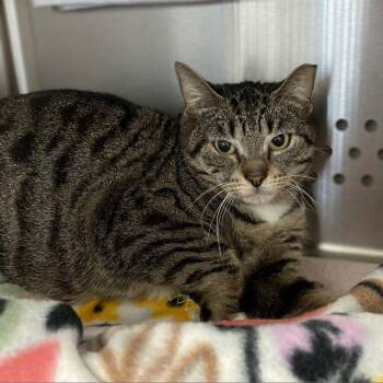 Domestic Short Hair Cats Available for Adoption in Roanoke, Virginia - Yara | PetCurious