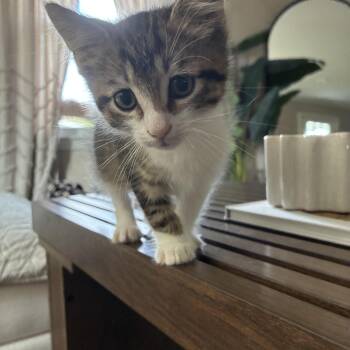 Bunker -  Domestic Short Hair Cat for Adoption in Brockport, New York - Bunker | PetCurious