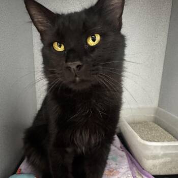 Anubis (Noob) -  Domestic Short Hair Cat for Adoption in Carlin, Nevada - Anubis (Noob) | PetCurious