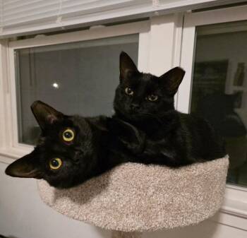 Royale -  Domestic Short Hair Cat for Adoption in Carrollton, Virginia - Royale | PetCurious