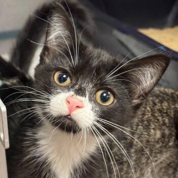 Flower -  Domestic Short Hair Cat for Adoption in Goleta, California - Flower | PetCurious