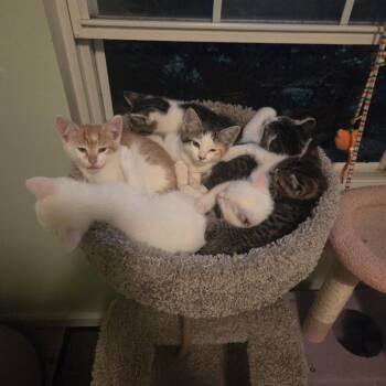 Dougal -  Domestic Short Hair Cat for Adoption in Columbia, Missouri - Dougal | PetCurious