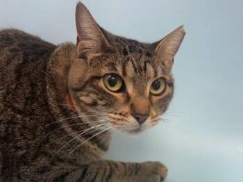 Mocha -  Domestic Short Hair Cat for Adoption in Woodbury, Minnesota - Mocha | PetCurious
