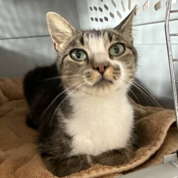 Rescue Domestic Short Hair Cats for Adoption in Bismarck, North Dakota - Precious | PetCurious