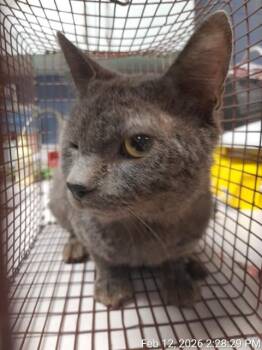 Domestic Short Hair Cats Available for Adoption in Jacksonville, Florida - HANK | PetCurious